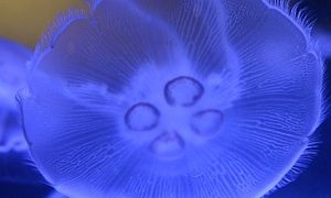 クラゲの魅力 秘められた可能性と 人々を魅了する5大要素について Jellyfish Farm Arcadia
