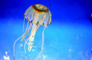 人工クラゲ 魚を飼おう 偽物だけど癒される おすすめアイテムからメンテナンス方法まで Jellyfish Farm Arcadia