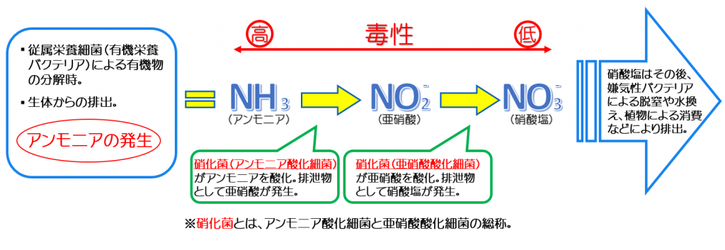 硝化細菌