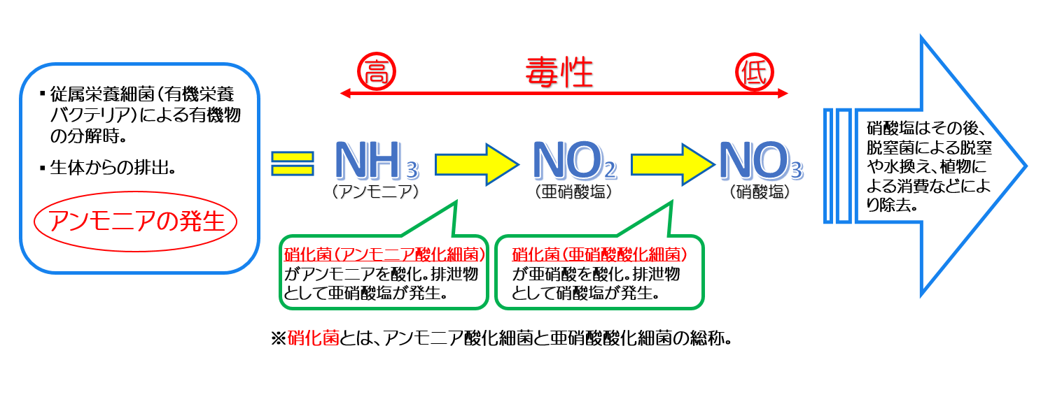 硝化作用 アンモニアが硝化菌により分解 酸化 されていく過程 Jellyfish Farm Arcadia