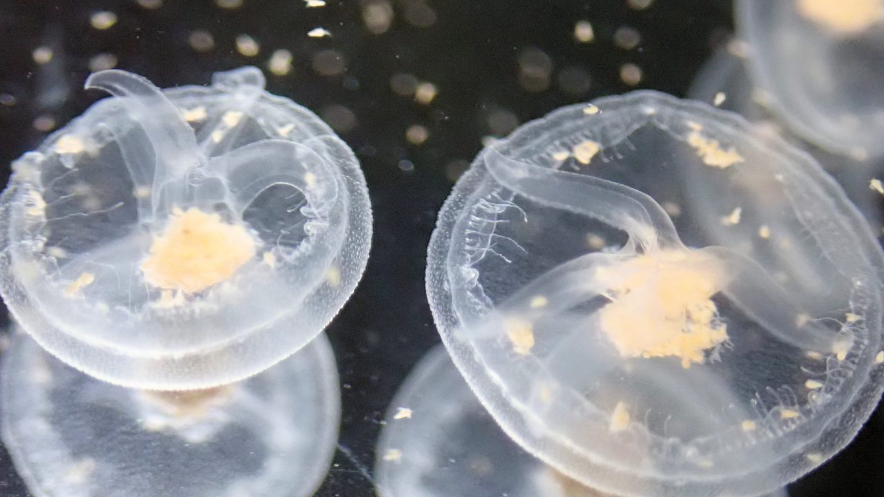 クラゲの面白い構造や不可思議な生態 その魅力について語りたい Part 2 Jellyfish Farm Arcadia