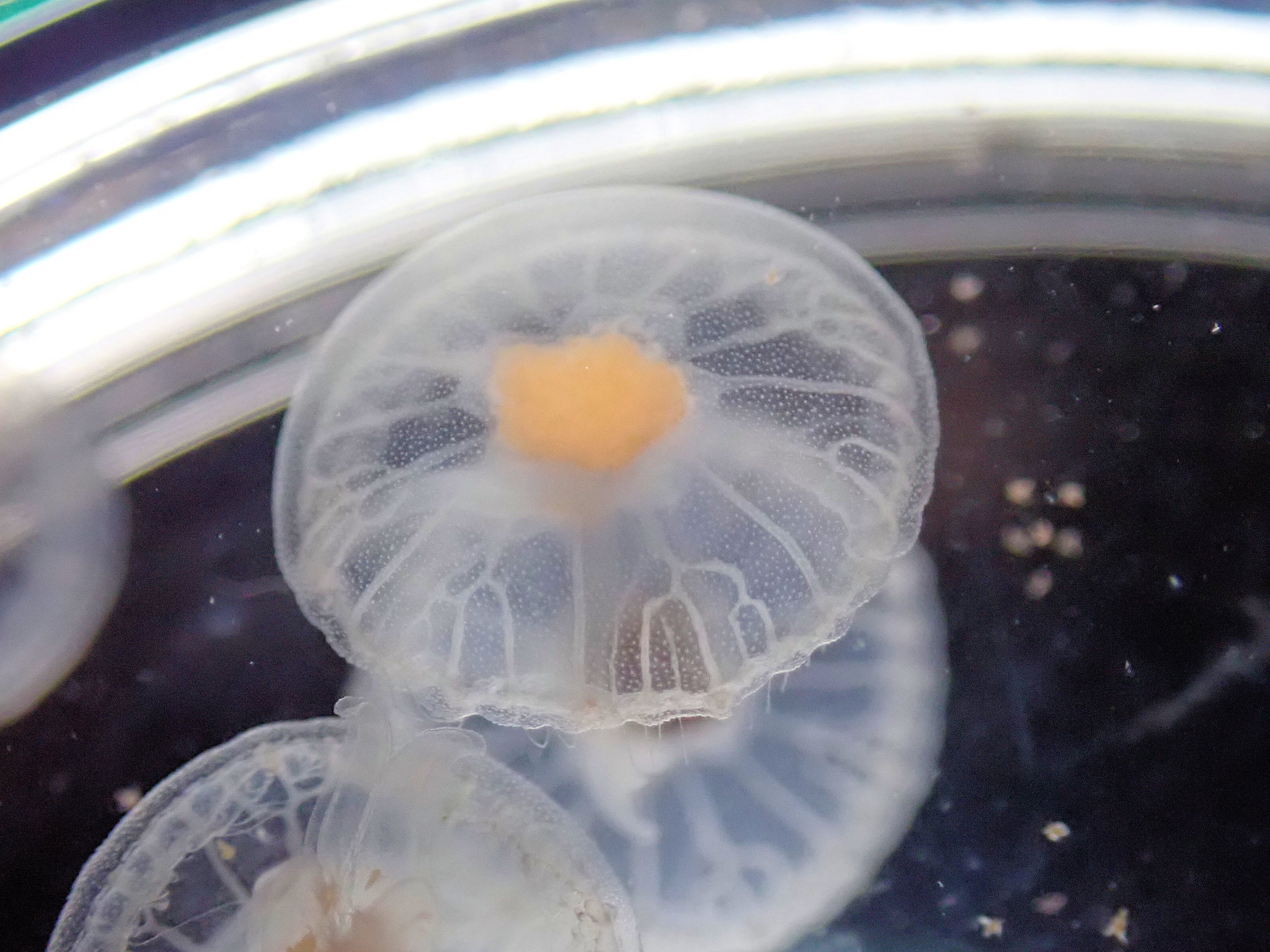 クラゲの面白い構造や不可思議な生態 その魅力について語りたい Part 1 Jellyfish Farm Arcadia
