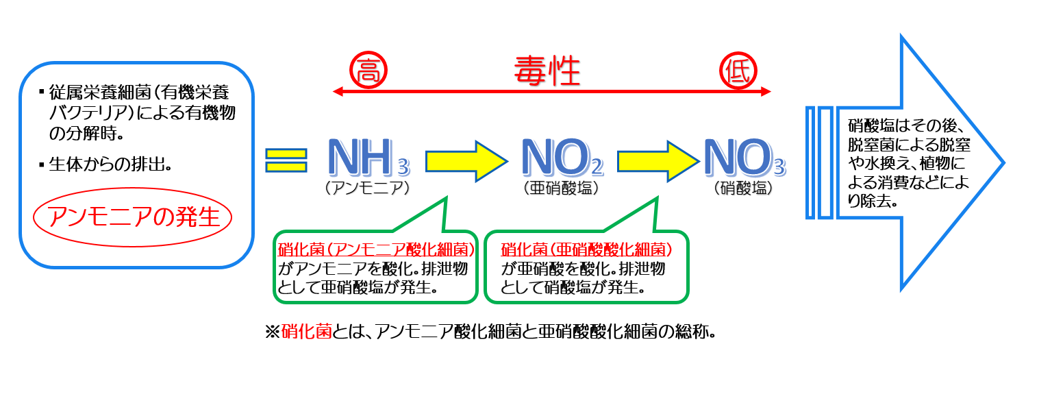 アクアリウム　水槽　硝化　硝化作用
