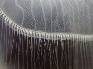 クラゲ 毒 刺胞 触手